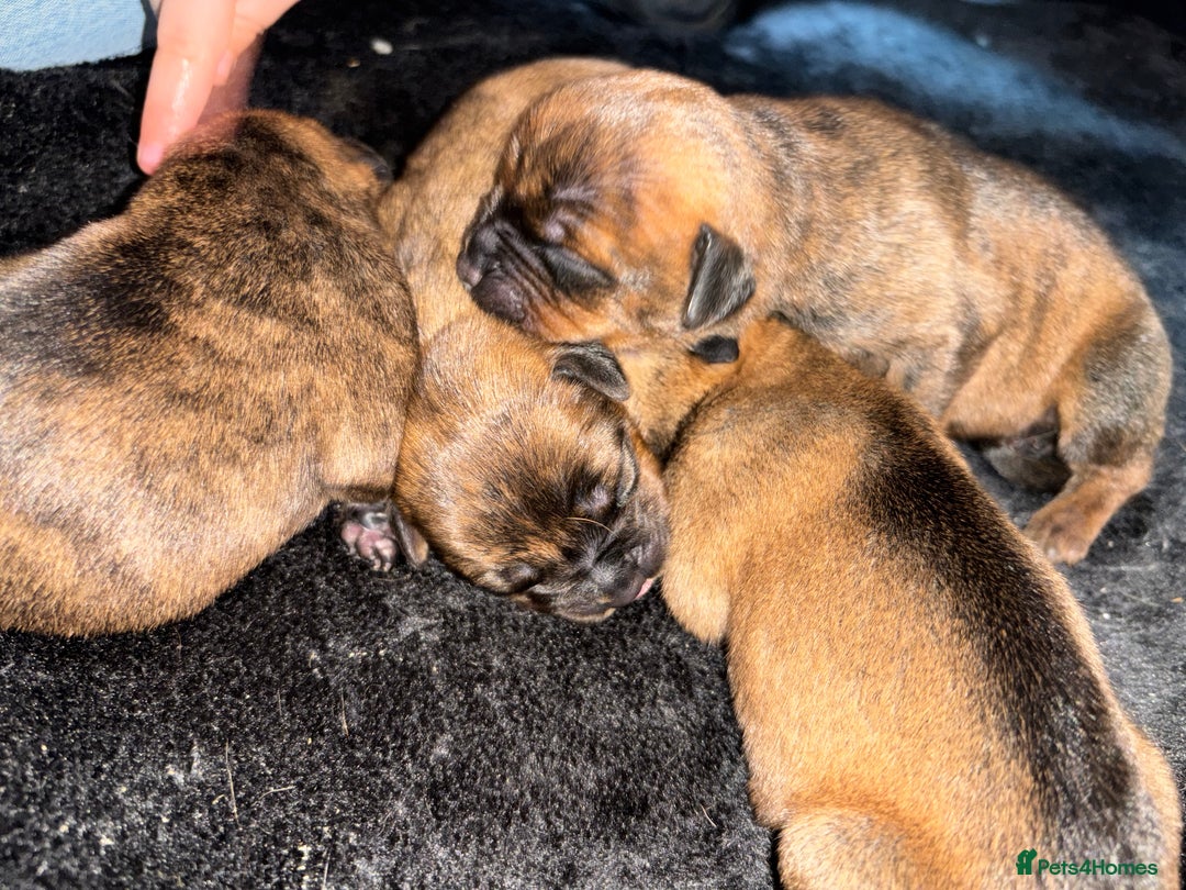 Mixed Breed dogs for sale: Beautiful Rottweiler x bullmastiff puppies - Image 4
