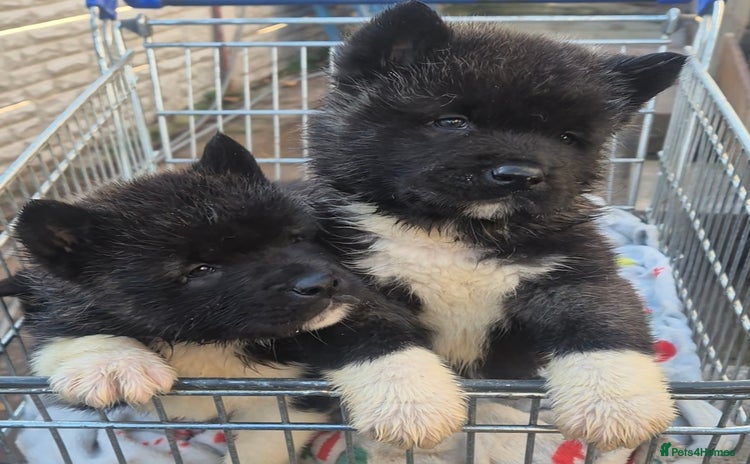 Akita dogs AMERICAN AKITA BLACK MASK BEARS - Advert 5