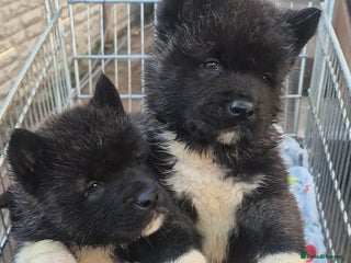 Akita dogs AMERICAN AKITA BLACK MASK BEARS - Advert 6