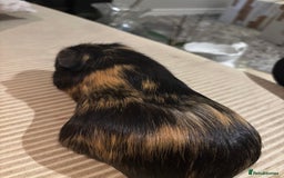 Guinea Pig rodents for sale: 3 boars for sale - Image 13
