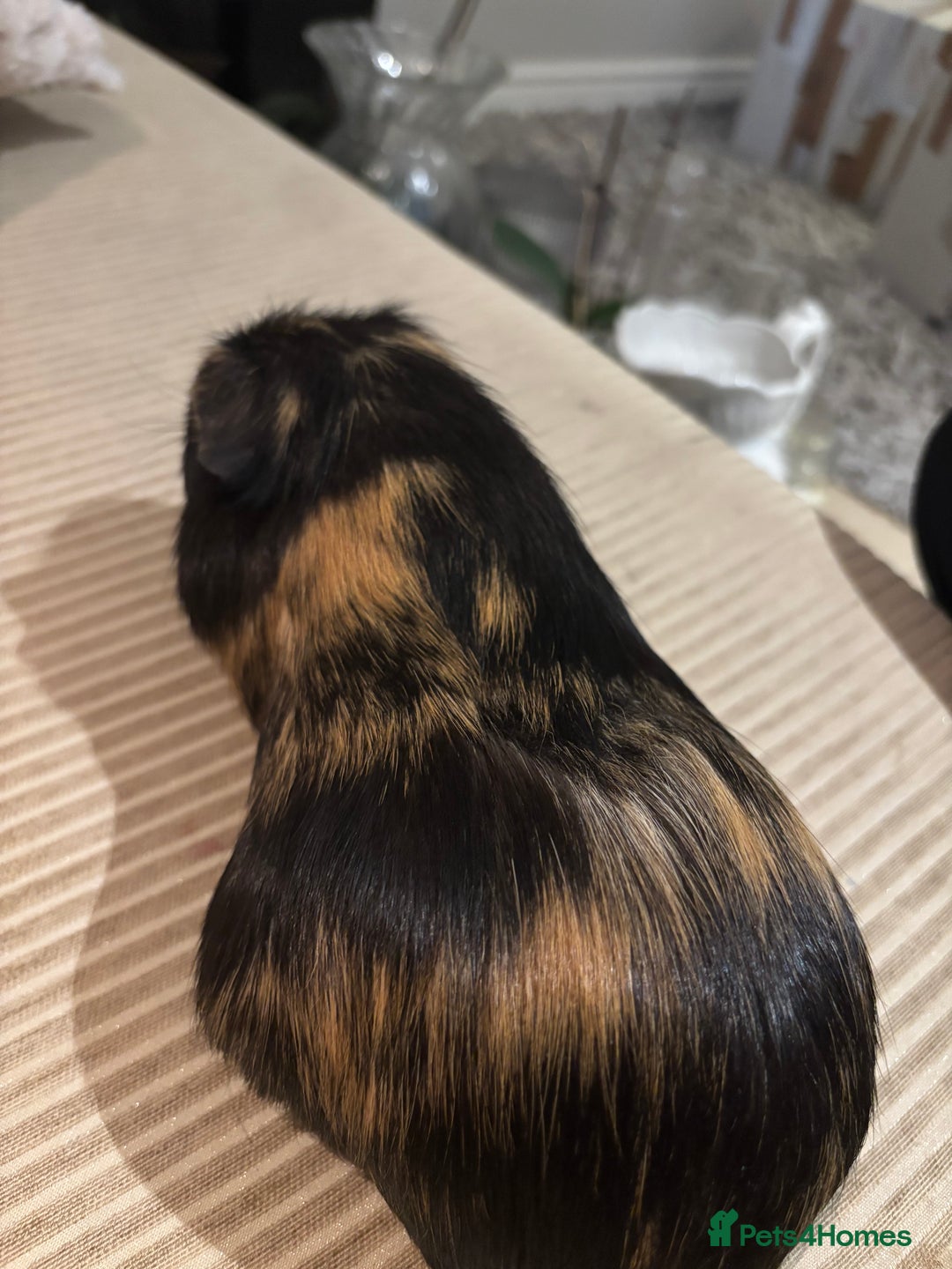 Guinea Pig rodents for sale: 3 boars for sale - Image 13