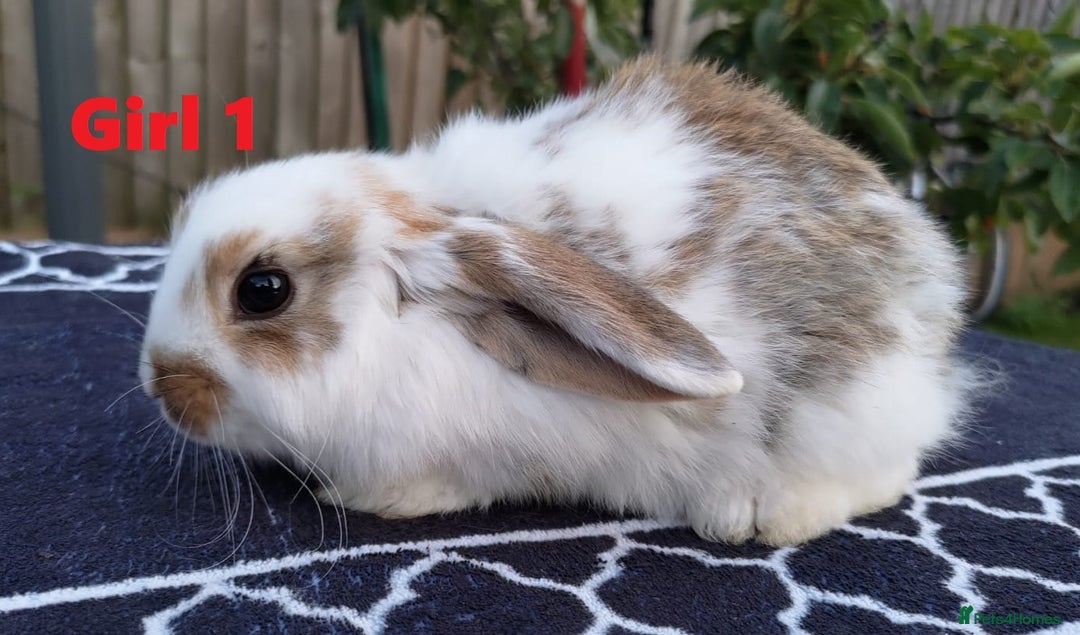 Mini Lop rabbits for sale: Gorgeous Mini lop babies looking for new homes - Image 12