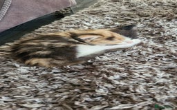 Mixed Breed cats for sale: Fluffy Kitten - Image 3