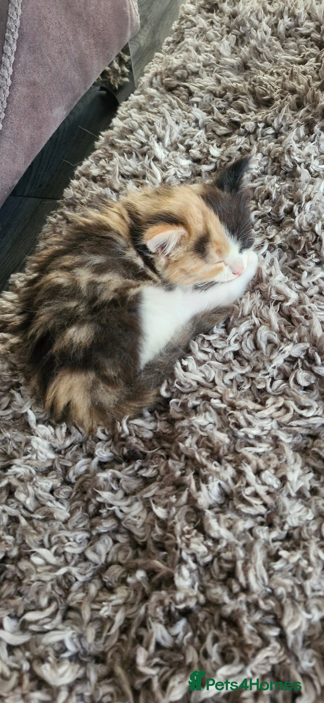 Mixed Breed cats for sale: Fluffy Kitten - Image 3