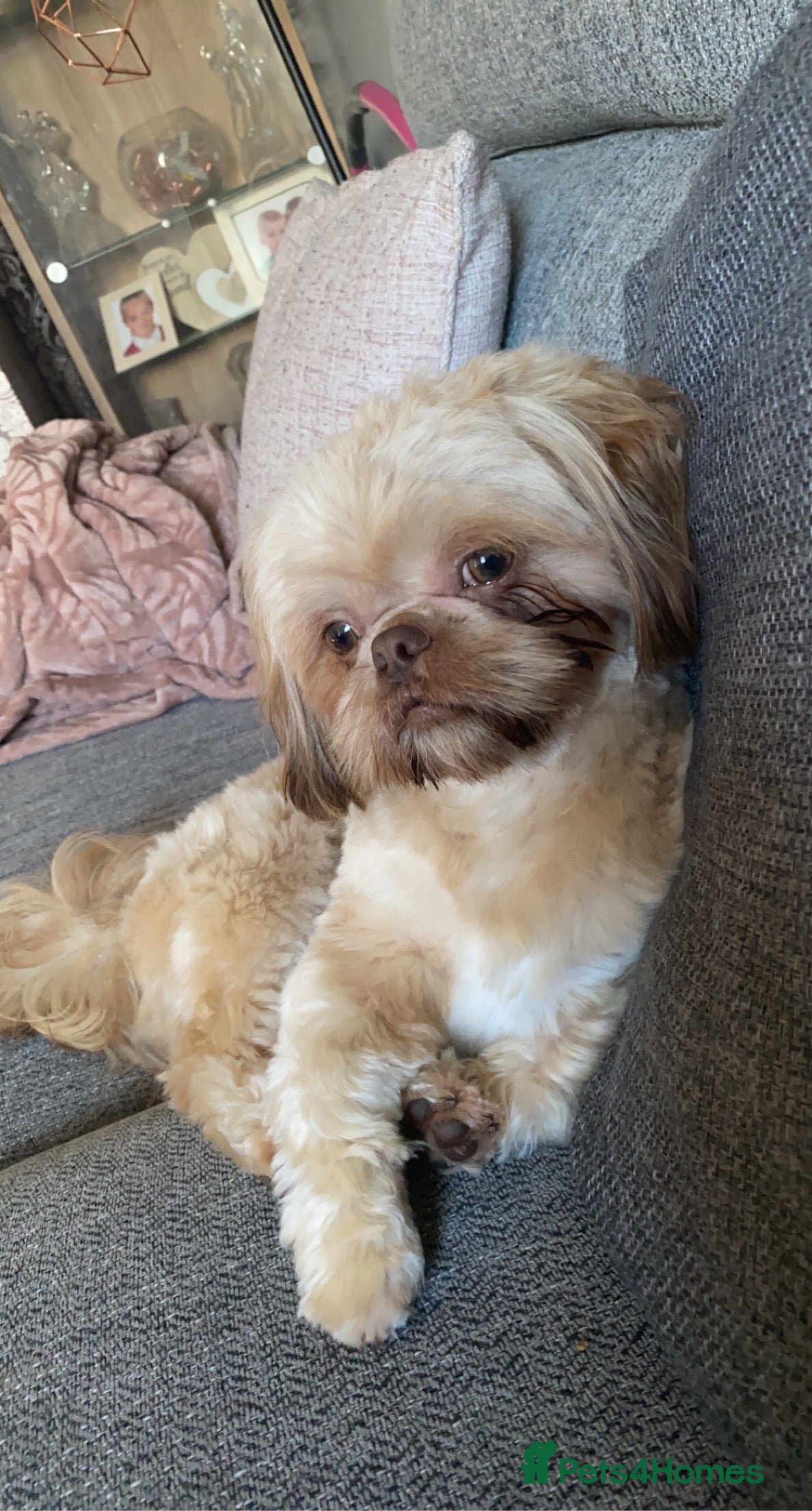 Shih Tzu dogs Imperial Shih Tzu Stud in Leeds - Advert 7