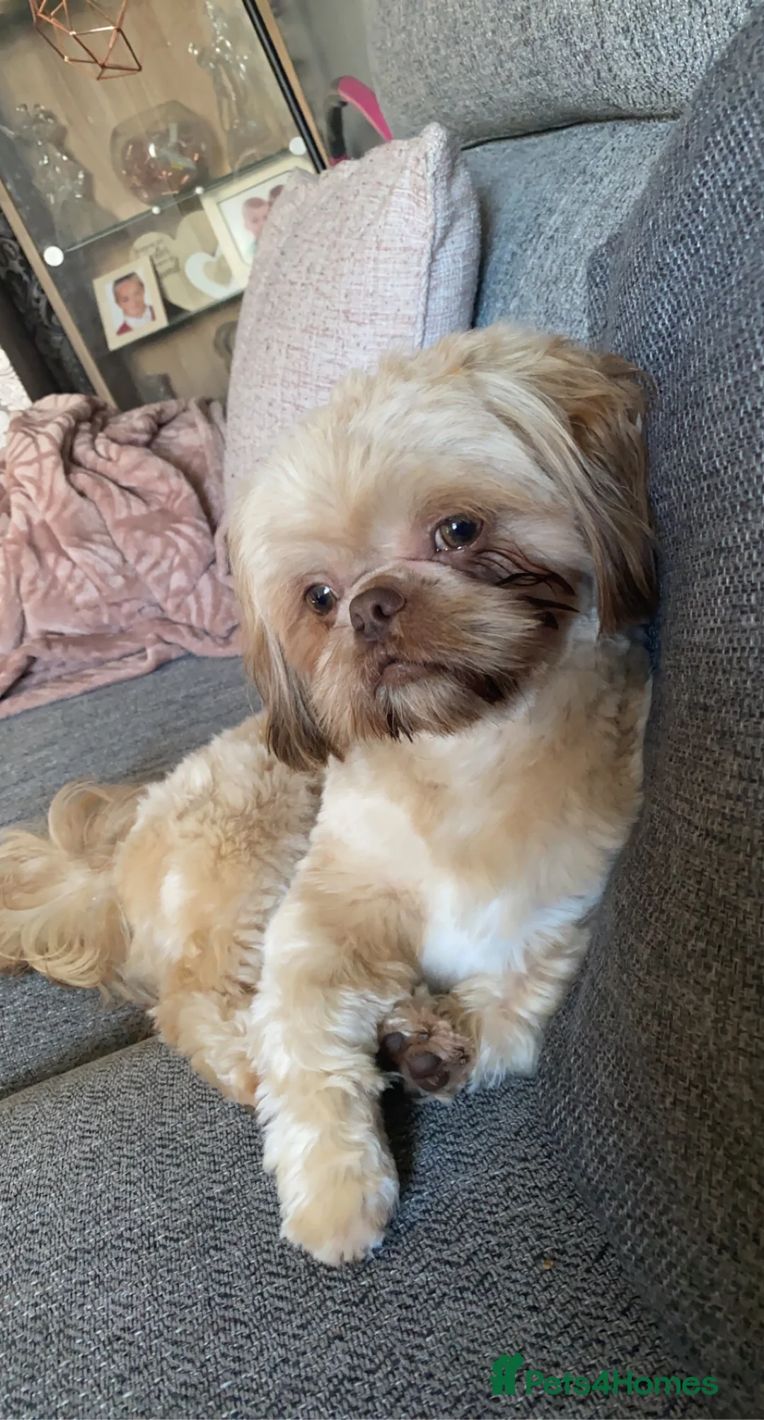 Shih Tzu dogs for stud: Imperial Shih Tzu Stud in Leeds - Advert 1
