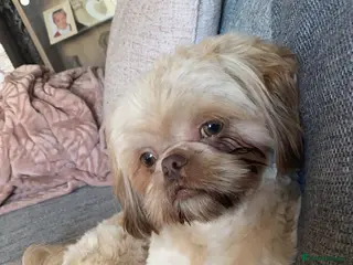 Shih Tzu dogs Imperial Shih Tzu Stud in Leeds - Advert 6