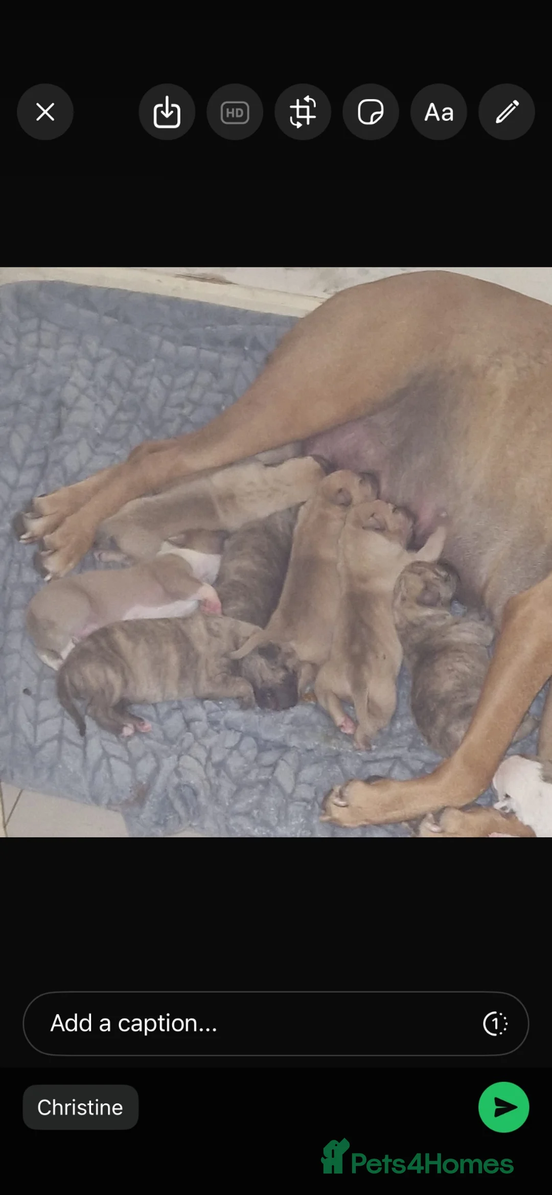 Mixed Breed dogs for sale: Bull whipit in Liverpool - Advert 2