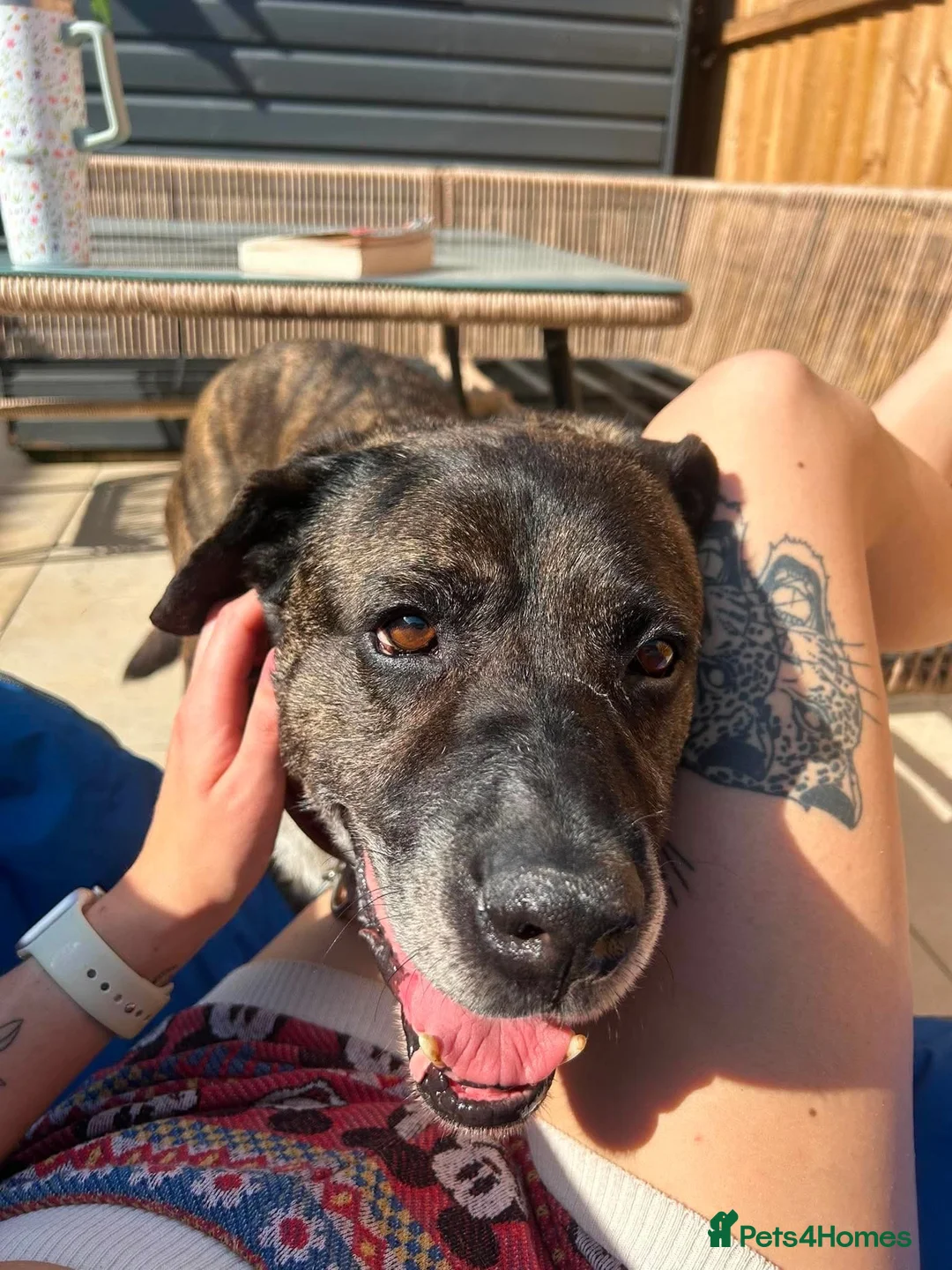 Mixed Breed dogs for adoption: Boris - Watton Norfolk  - Advert 1