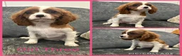 Cavalier King Charles Spaniel dogs for sale: *** KC REG DNA CLEAR CAVALIER KING CHARLES**  - Advert 3