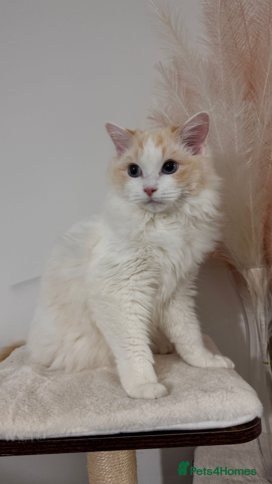 Ragdoll cats for adoption: Pedigree Ragdoll - Skye - Advert 1