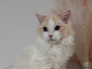 Ragdoll cats Pedigree Ragdoll - Skye - Advert 1