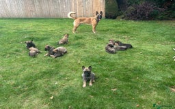 Belgian Shepherd Dog dogs for sale: 14 week old Belgium Malinois x Dutch Herder  - Image 3