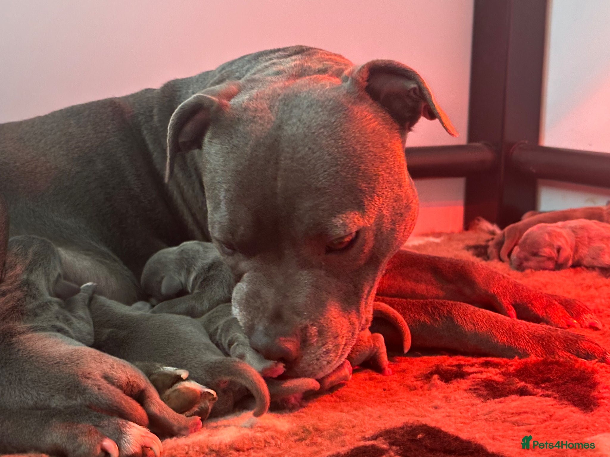 Staffordshire Bull Terrier dogs Amazing litter of staffy pups  - Advert 1