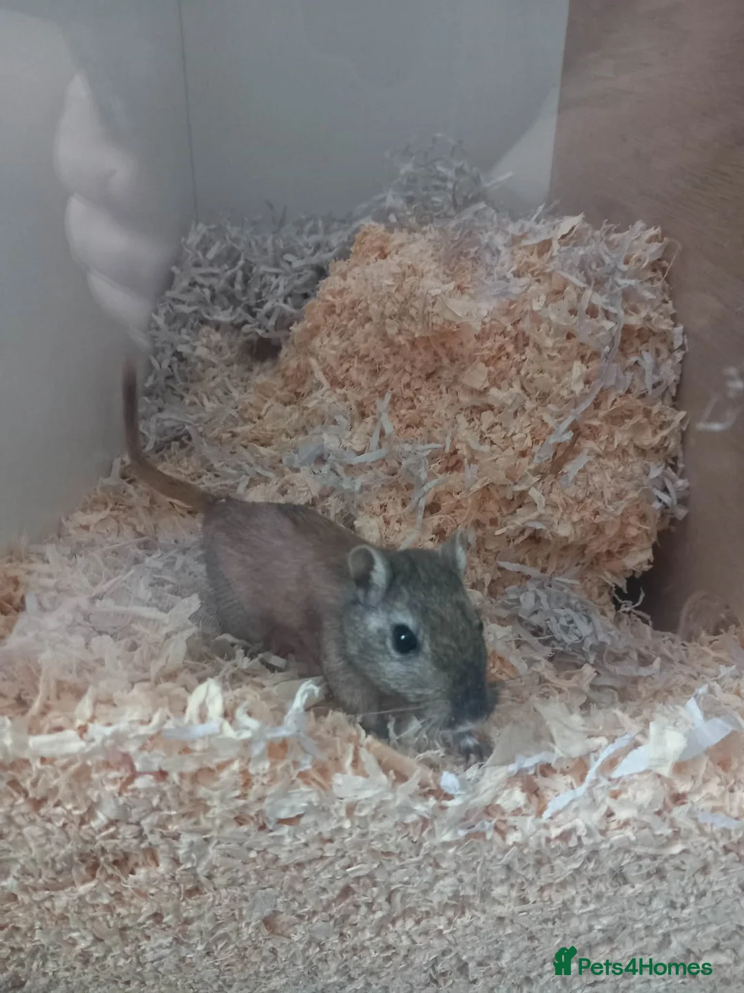 Gerbil rodents for sale: Two female gerbils - Advert 2