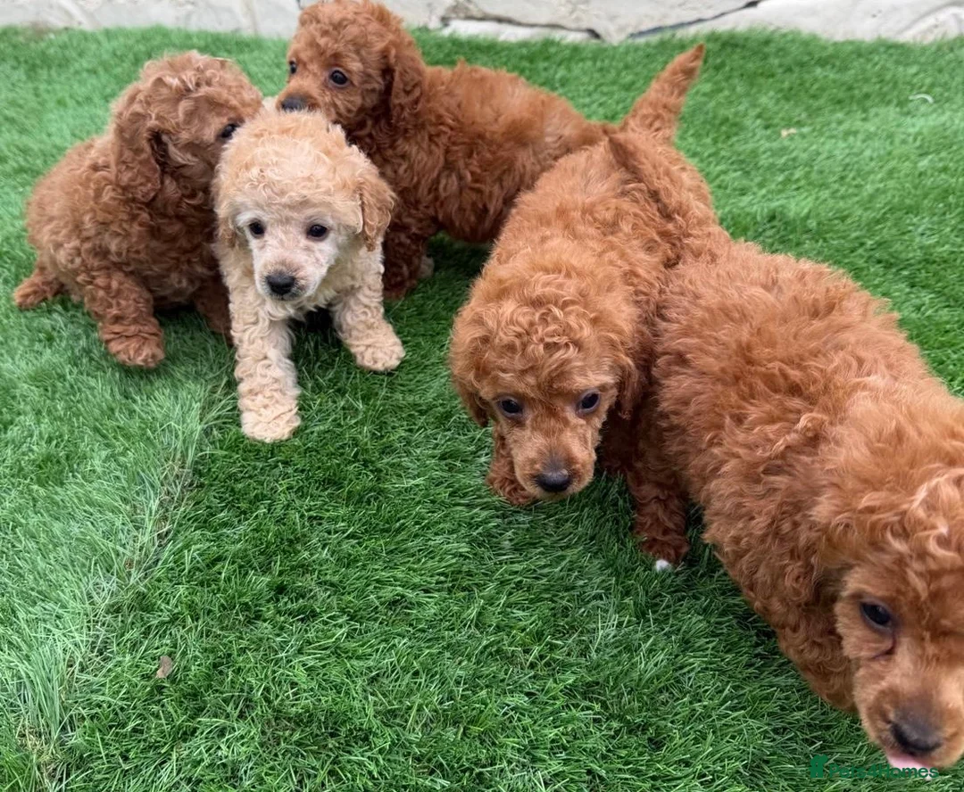 Toy Poodle dogs for sale: Kc red toy poodle puppys - Advert 21