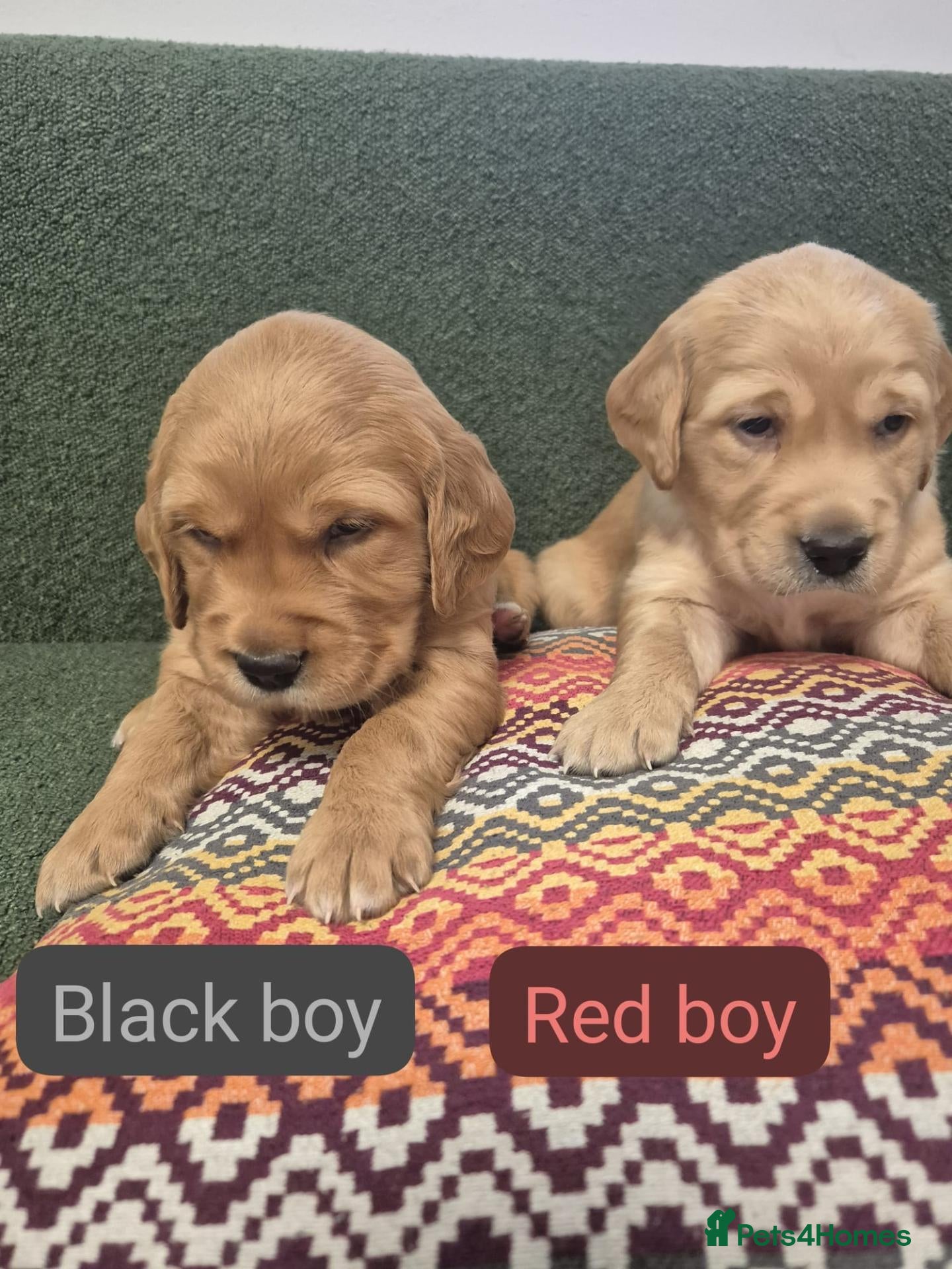Golden Retriever dogs Stunning KC registered dark puppies - Advert 2