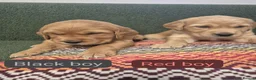 Golden Retriever dogs for sale: Stunning KC registered dark puppies - last 1 boy  - Advert 6