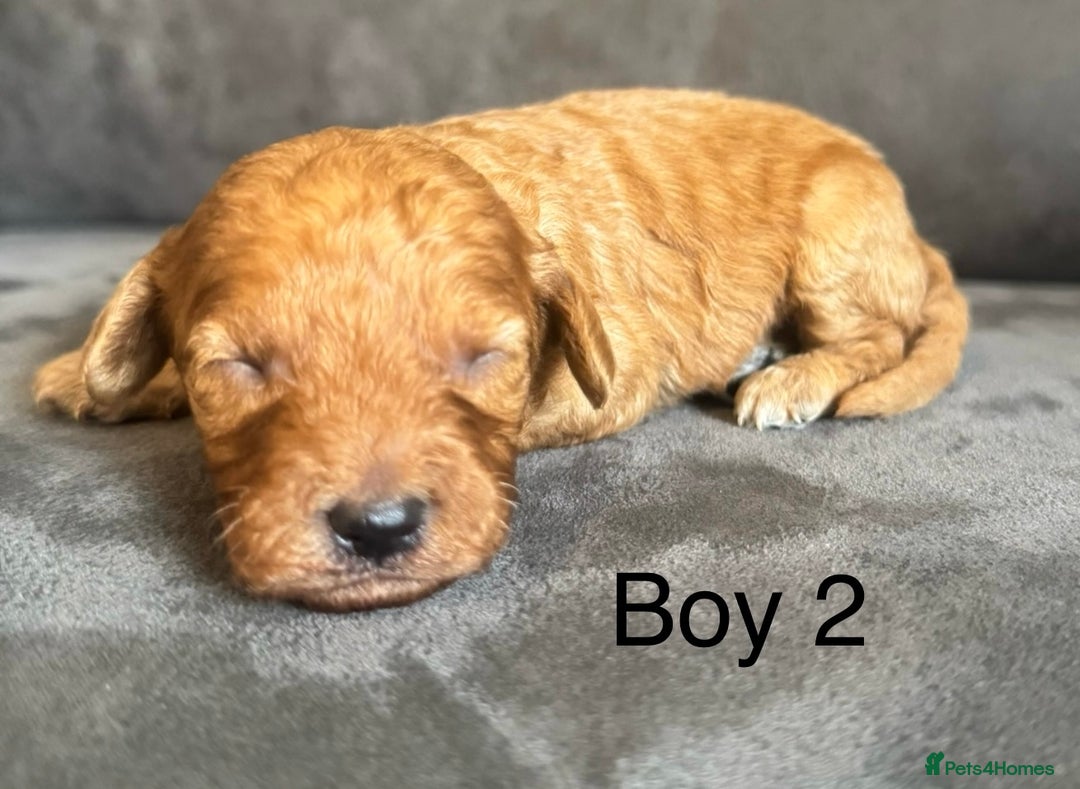 Miniature Poodle dogs for sale: Stunning miniature poodles available - Image 9