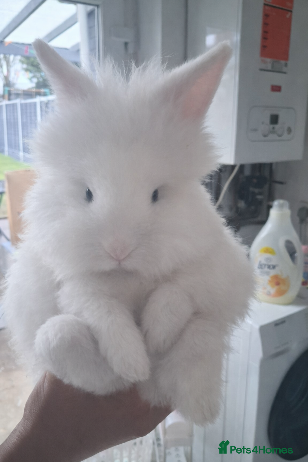 Lionhead rabbits Lionhead  - Advert 19