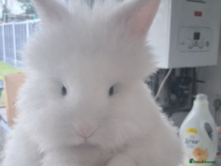 Lionhead rabbits Lionhead - Advert 19