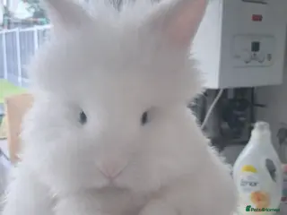 Lionhead rabbits Lionhead - Advert 17