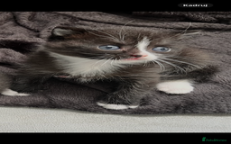 British Shorthair cats for sale: British blue x - Image 2
