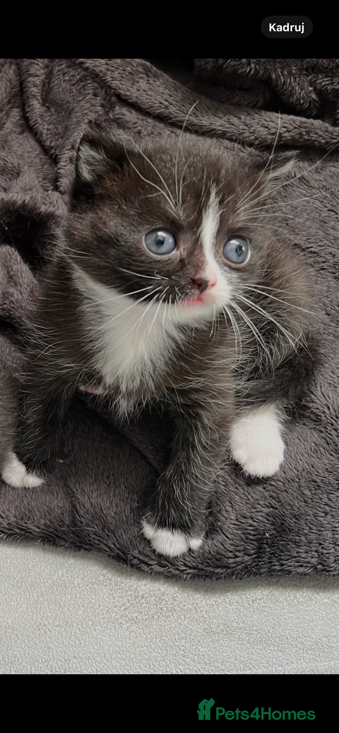 British Shorthair cats for sale: British blue x - Image 2