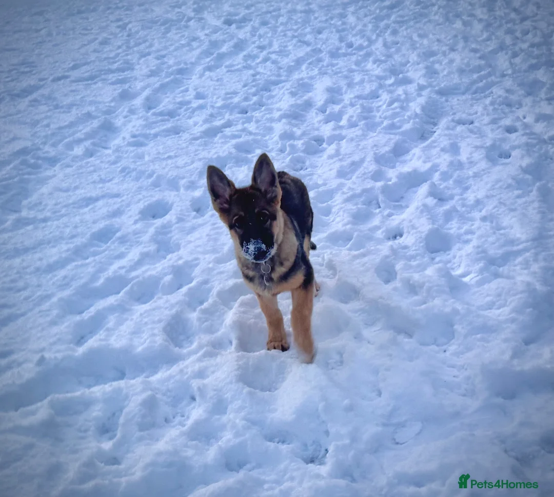 German Shepherd dogs for sale: 4.5 month old male German Shephard - Advert 22