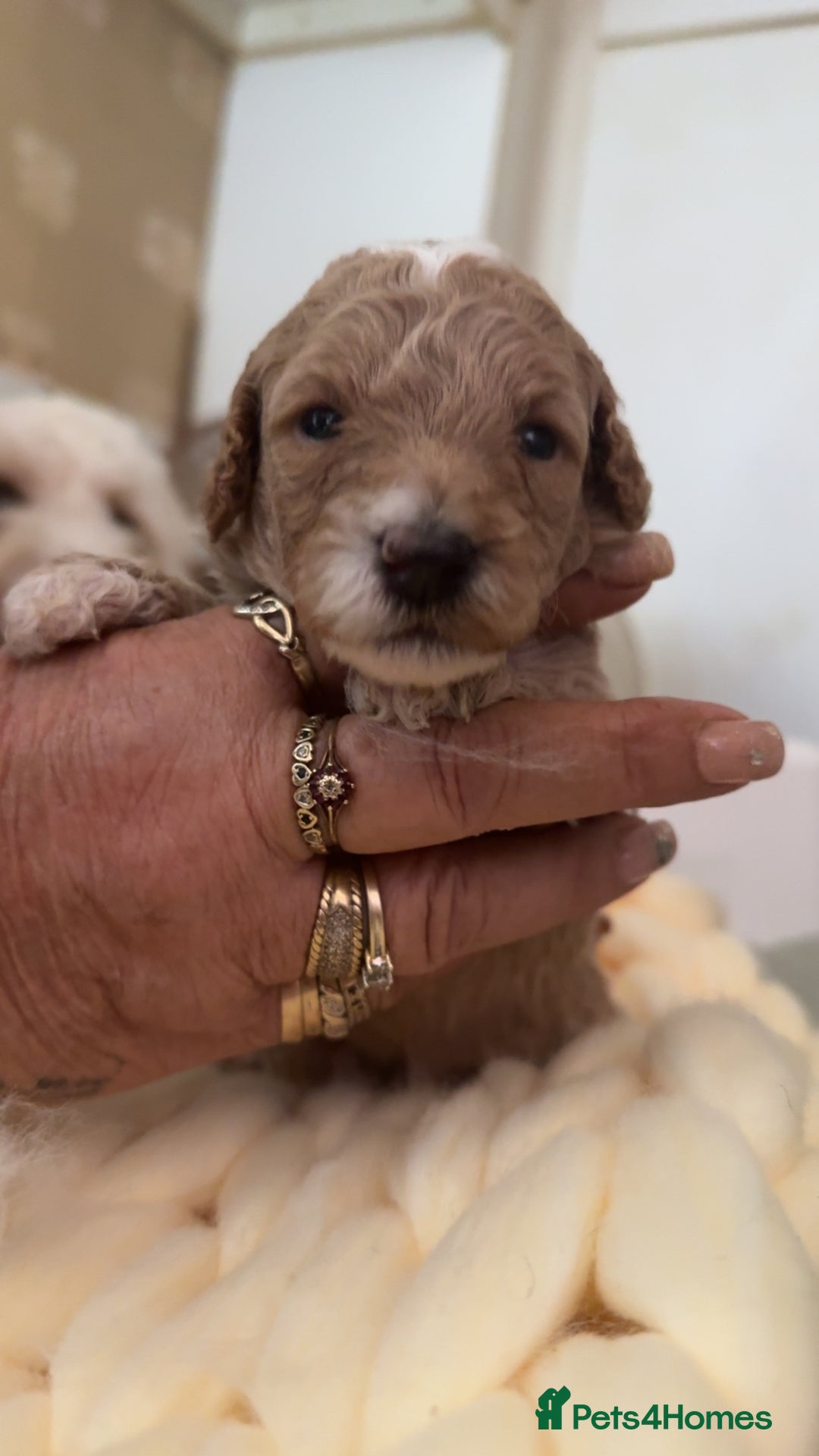 Toy Poodle dogs for sale: Toy poodles for sale  - Image 8