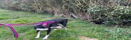 Mixed Breed dogs for adoption: Lottie - Norwich Norfolk  in Norwich - Advert 13