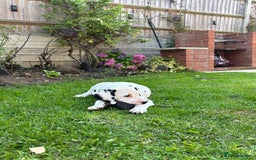 Dalmatian dogs for sale: Dalmatian  - Image 6