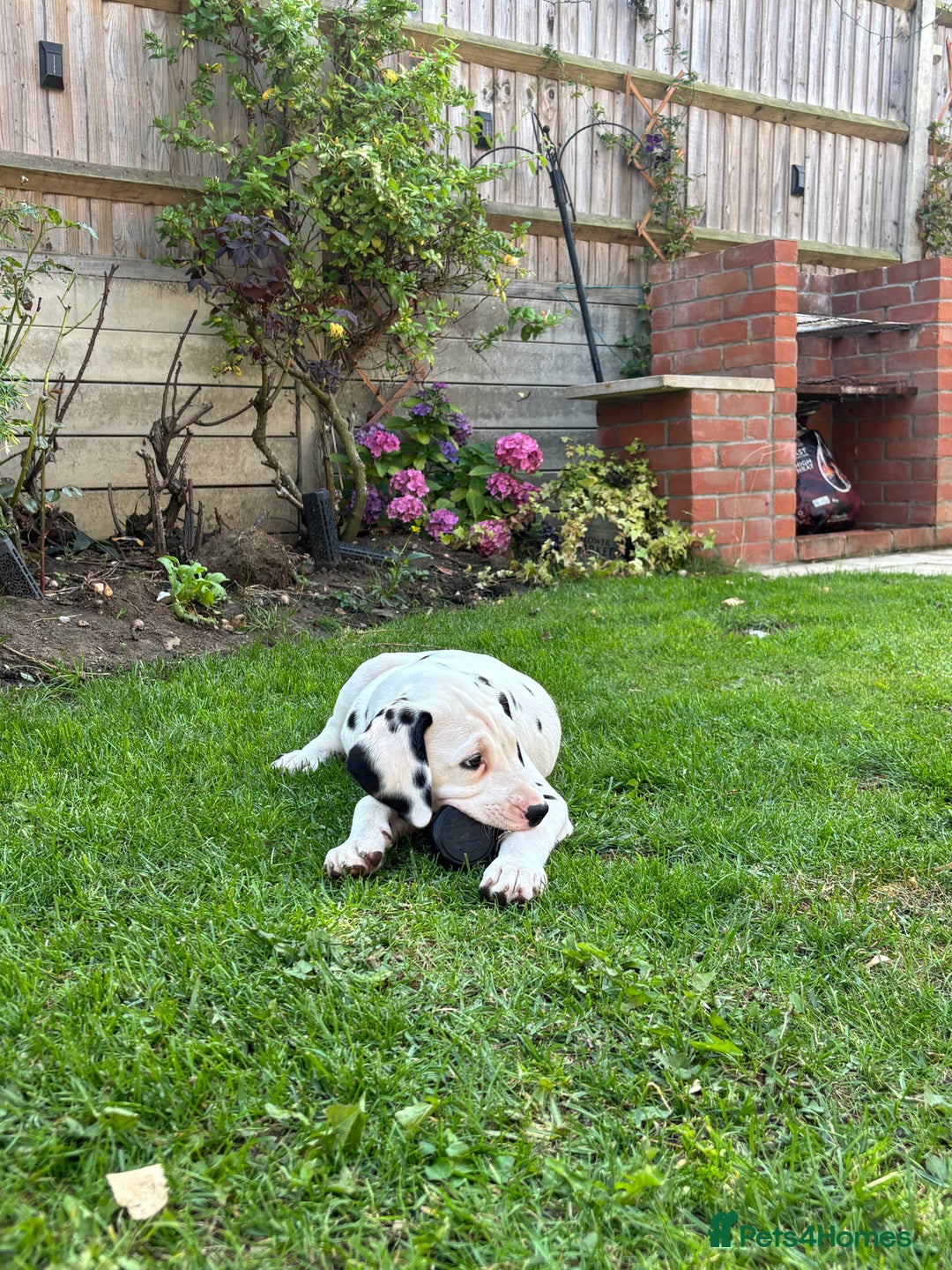 Dalmatian dogs for sale: Dalmatian  - Image 6