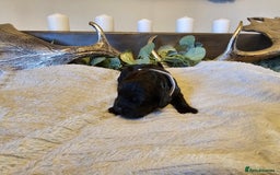 Cockapoo dogs for sale: Cockapoo puppies for sale  - Advert 10