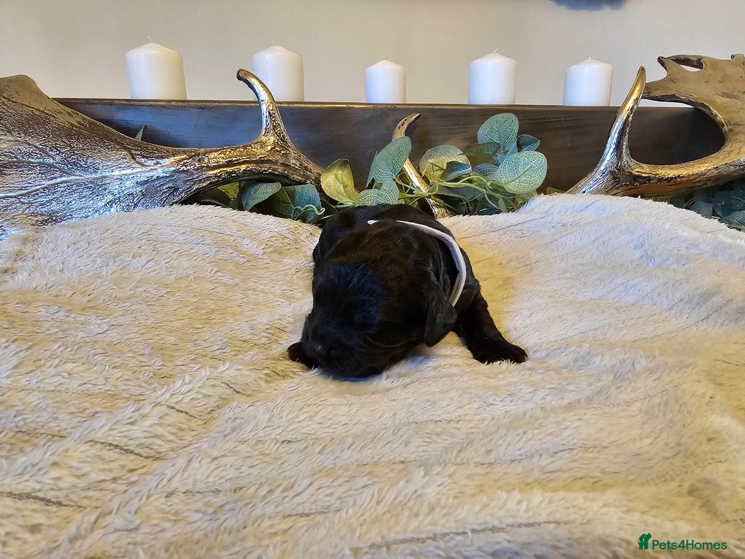 Cockapoo dogs for sale: Cockapoo puppies for sale  - Advert 10