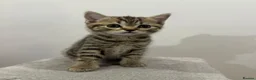 British Shorthair cats for sale: Champion blood line BSH kittens for sale - Advert 4