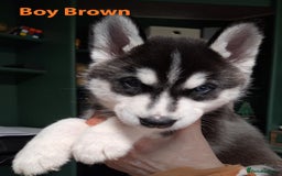Siberian Husky dogs for sale: Siberian Husky X Pups - Image 2