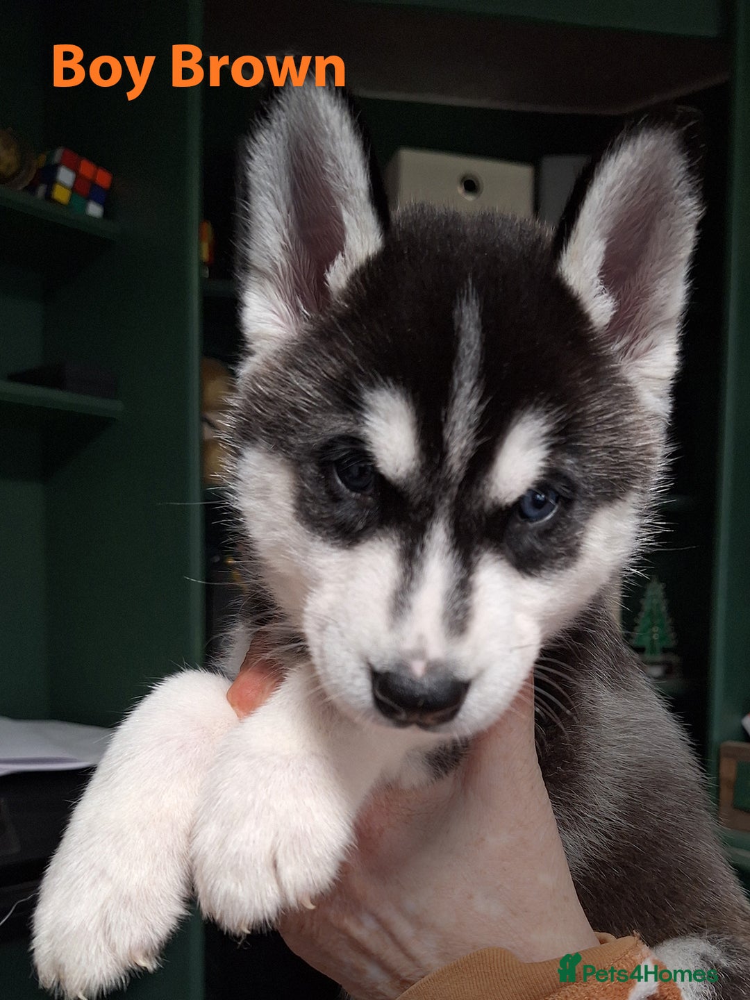 Siberian Husky dogs for sale: Siberian Husky X Pups - Image 2