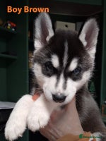 Siberian Husky dogs - Advert 2