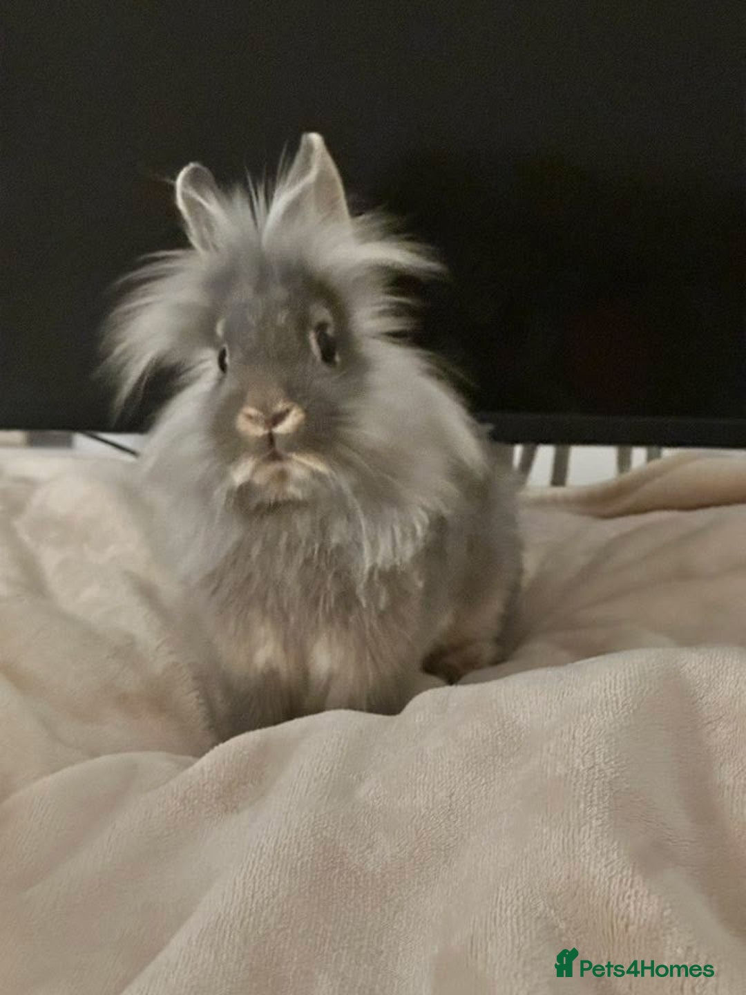 Lionhead rabbits for sale: Thumper lion head female  - Image 2