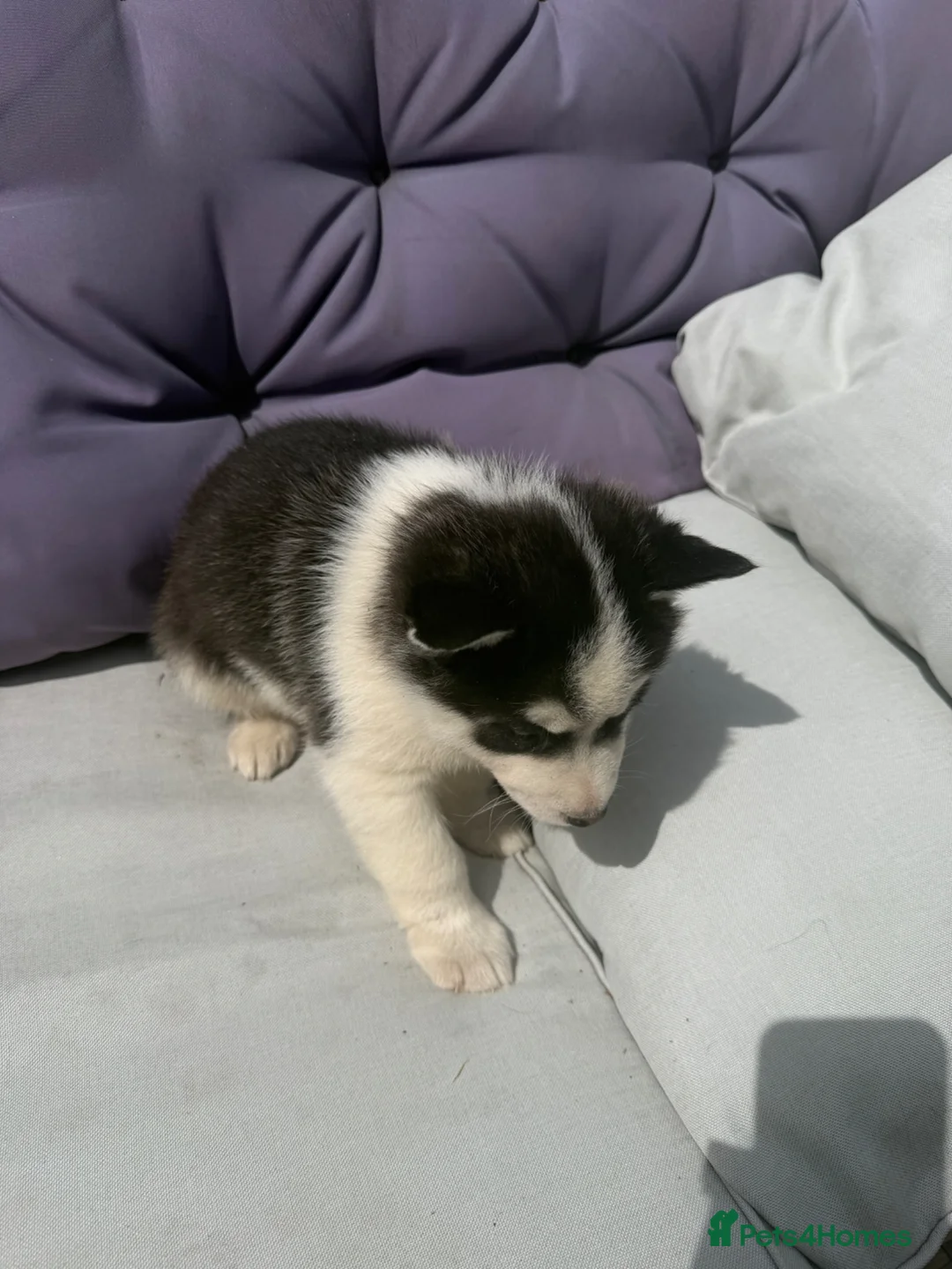 Siberian Husky dogs for sale: 4 beautiful huskies for sale in Dagenham - Advert 17