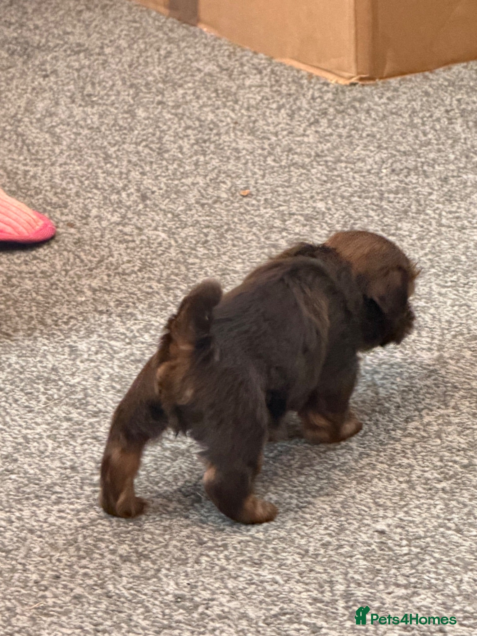 Shih Tzu dogs Karashishi Full KC imperial Shih-Tzu pups for sale - Advert 2
