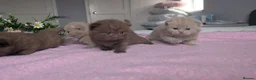 British Shorthair cats for sale: GCCF REGISTERED CHOCOLATE AND LILAC KITTENS - Advert 5