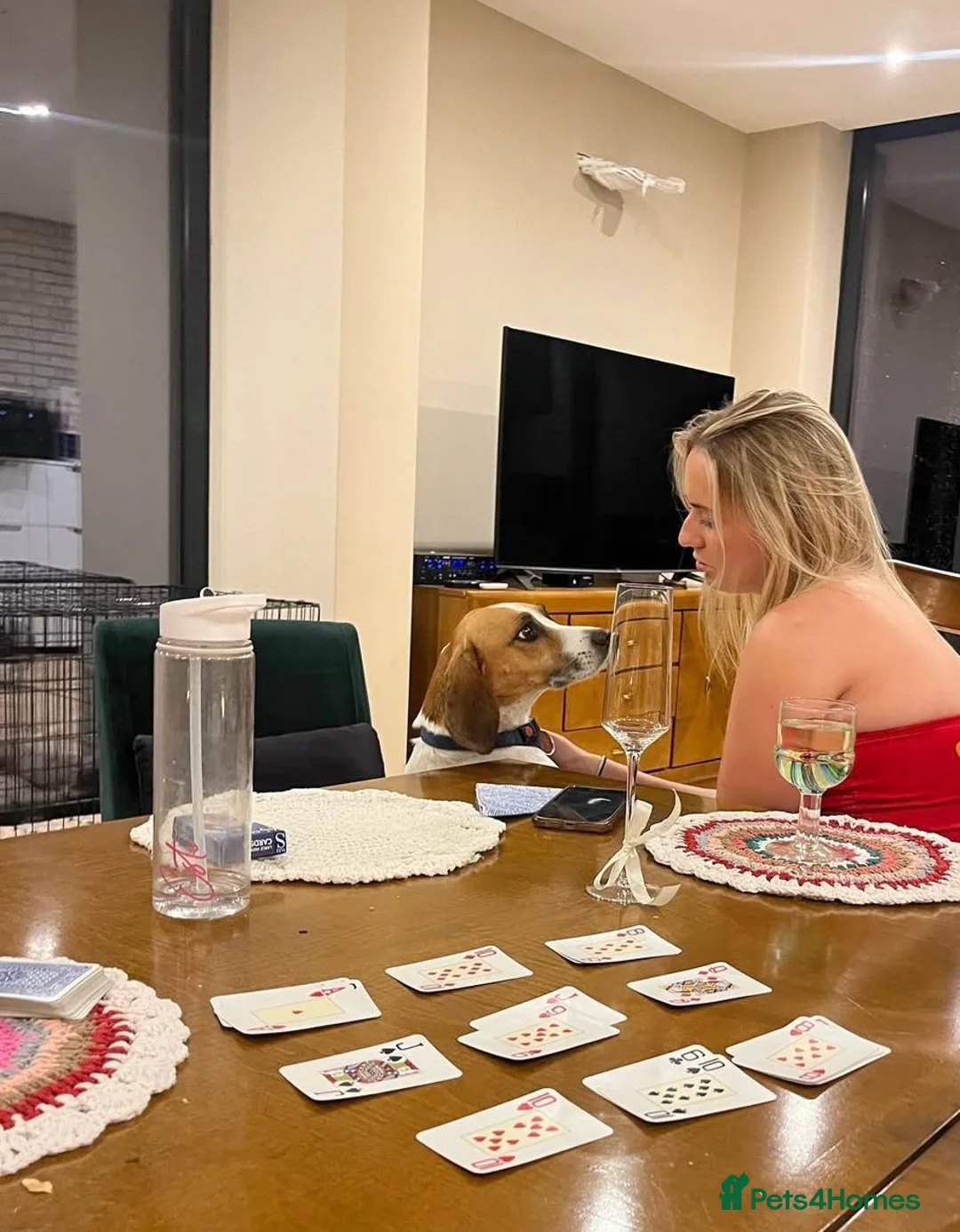 Beagle dogs for sale: Beagle called Blu - Advert 4