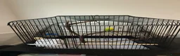 Budgerigars birds for sale: Male Budgerigar it ‘s name is Miço in Chester - Advert 1
