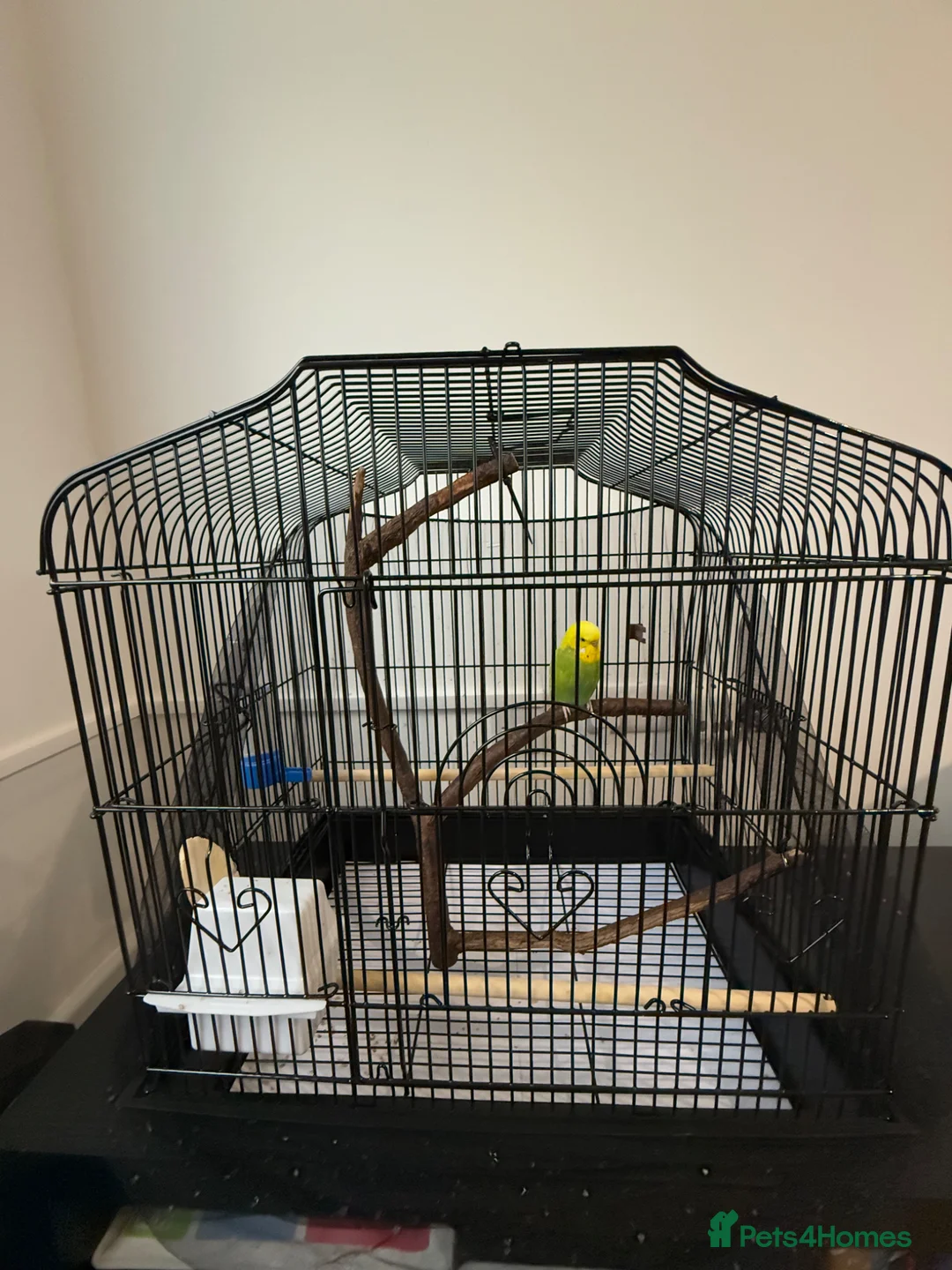 Budgerigars birds for sale: Male Budgerigar it ‘s name is Miço in Chester - Advert 1