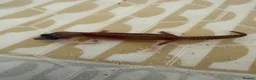 Leopard Gecko reptiles for sale: Baby leopard geckos  - Advert 10