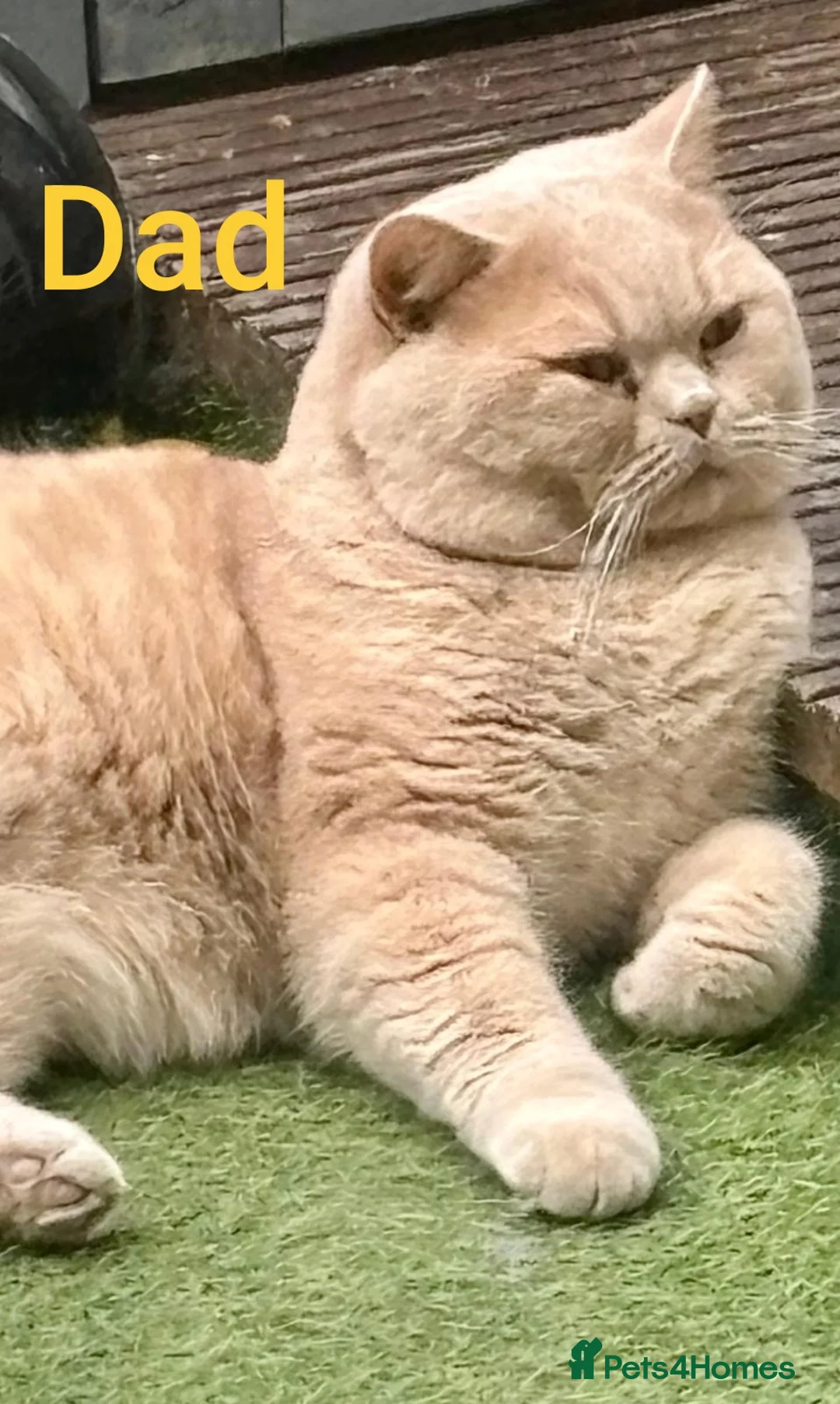 British Shorthair cats for sale: Adorable BSH kittens, GCCF reg. - Advert 9