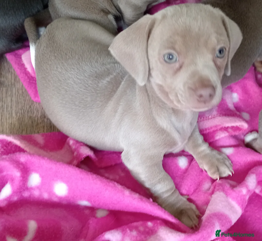 Chiweenie dogs for sale: Beautiful Chiweenie  - Advert 16