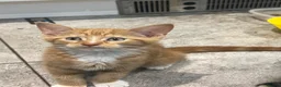 Mixed Breed cats for sale: Beautiful Friendly Kittens Ready for Loving Homes - Advert 22
